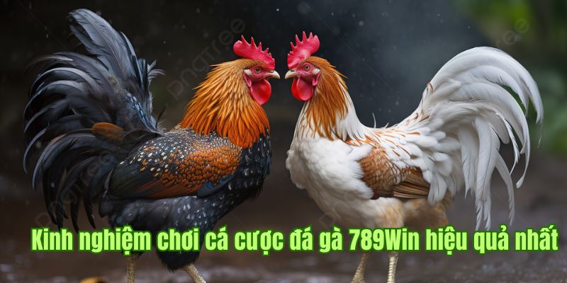 Các kinh nghiệm chơi cá cược đá gà 789Win hiệu quả nhất