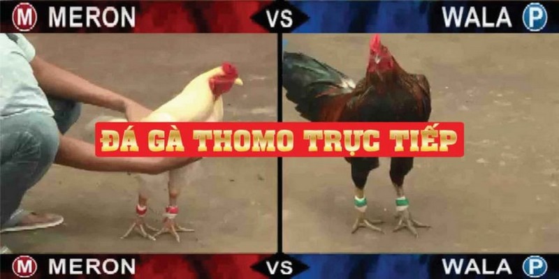 Giới thiệu một số nét khái quát về đá gà Thomo